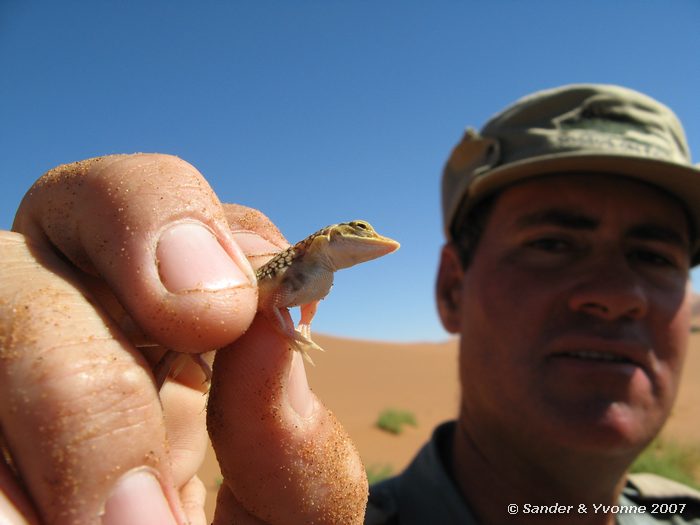Boesman laat zien hoe je een hagedisje vangt in de woestijn