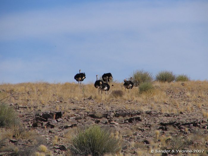 Groep struisvogels bij Hobas campsite (Fish river canyon)