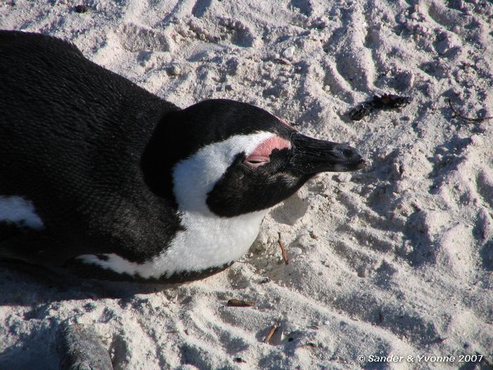 Zwartvoetpinguin bij Boulders beach