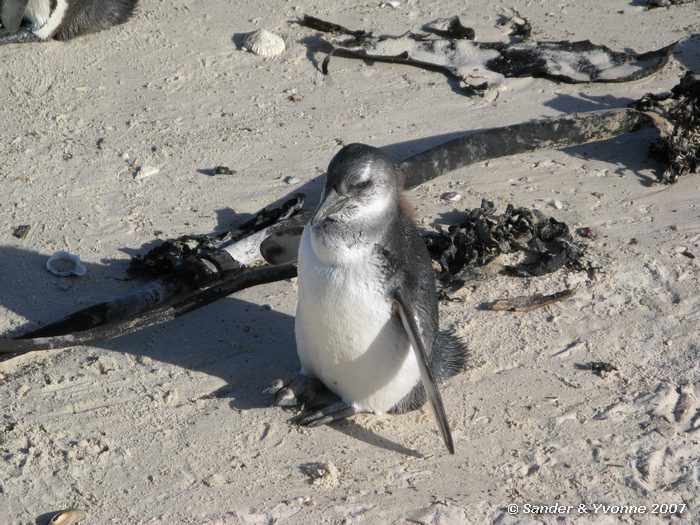 Jonge zwartvoetpinguin bij Boulders beach