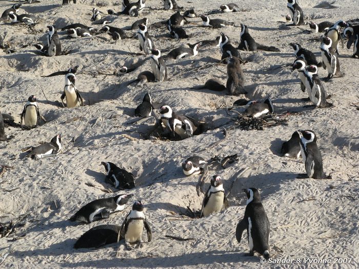 Groep zwartvoetpinguins bij Boulders beach