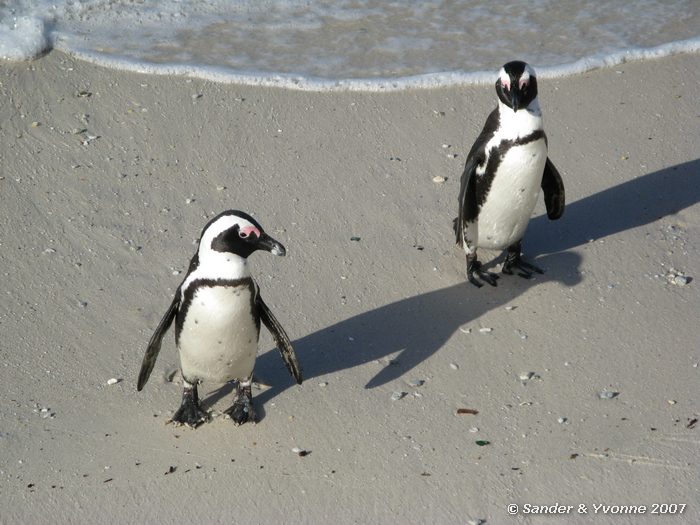 Zwartvoetpinguins bij Boulders beach