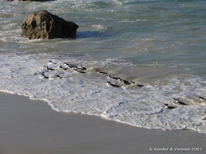 Zwartvoetpinguins bij Boulders beach