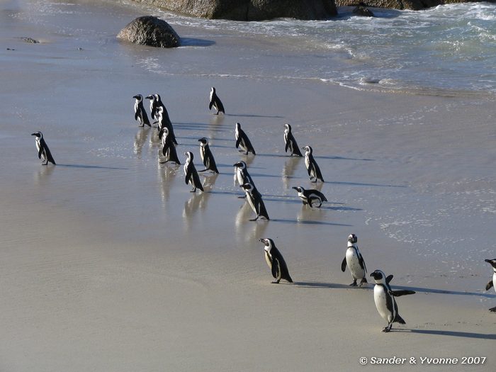 Zwartvoetpinguins bij Boulders beach