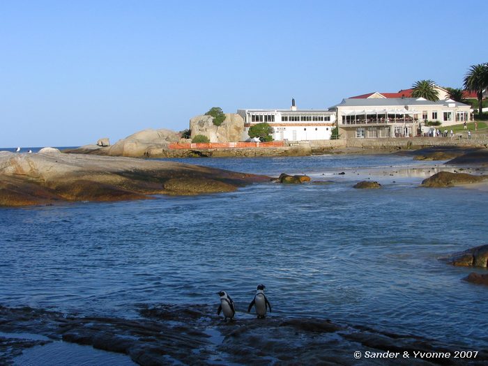 Zwartvoetpinguins buiten de kolonie bij Boulders beach