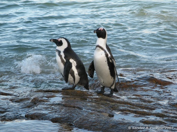Zwartvoetpinguins bij Boulders beach
