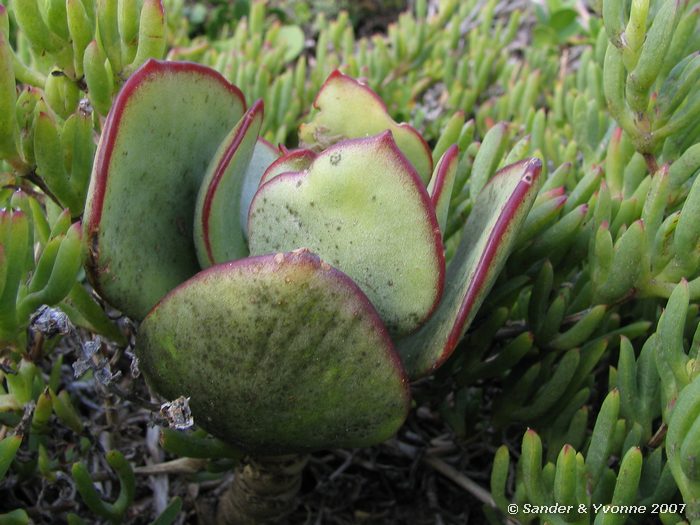 Een van de vele in het fynbos bij Kaap de Goede Hoop