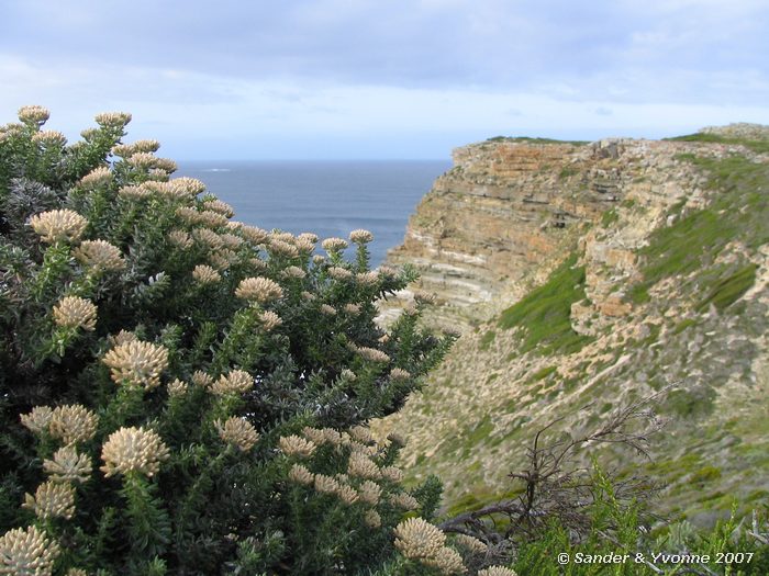 Of zoiets, in ieder geval fynbos bij Kaap de Goede Hoop