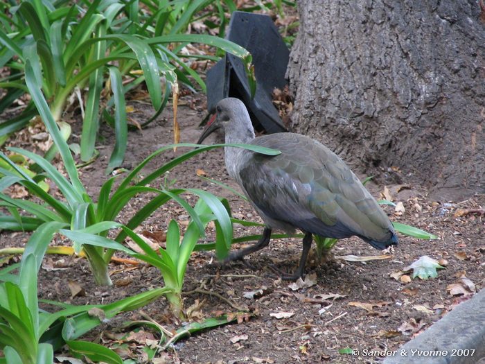 In een park in Kaapstad