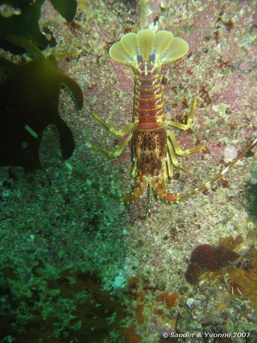 Bij Windmill beach (Simonstown)