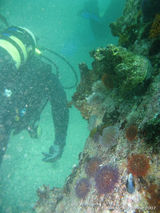 Duikt langs een wand met zee-egels bij Windmill beach (Simonstown)