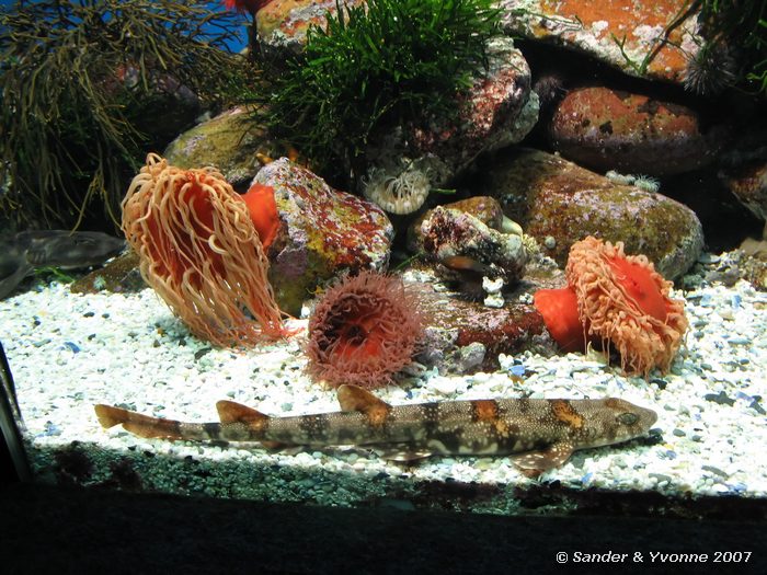 In Two Oceans aquarium, Kaapstad