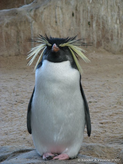 In Two Oceans aquarium, Kaapstad