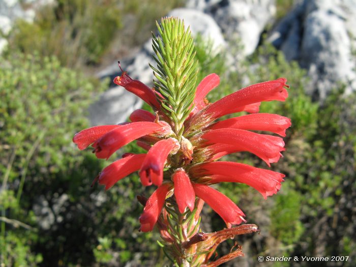 Bovenop de Tafelberg