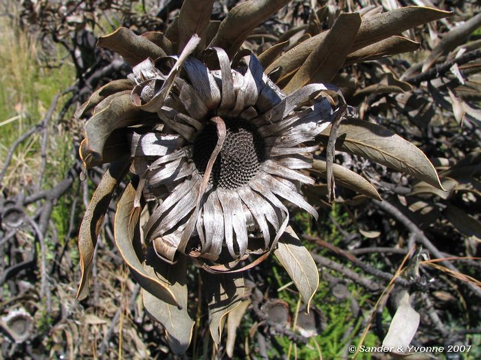 Op de helling van de Tafelberg