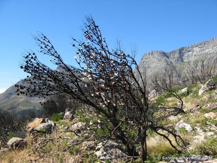 Op de helling van de Tafelberg
