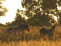 Zebras