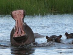 Nijlpaarden in de Okavango rivier