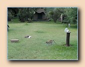 [Click to enlarge image]