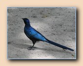 [Click to enlarge image]