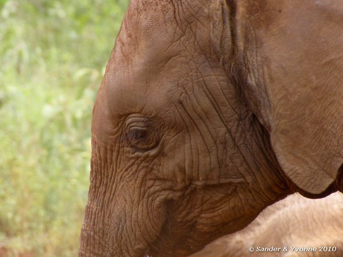 African elephant (Loxodonta african) David Sheldrick Elephant Orphanage
