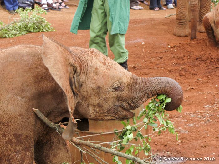 African elephant (Loxodonta african) David Sheldrick Elephant Orphanage