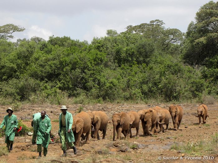 African elephants (Loxodonta african) David Sheldrick Elephant Orphanage