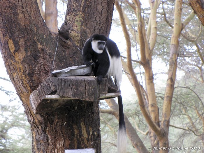 Eastern Black-and-white Colobus (Colobus guereza) Fishermans camp, Naivasha