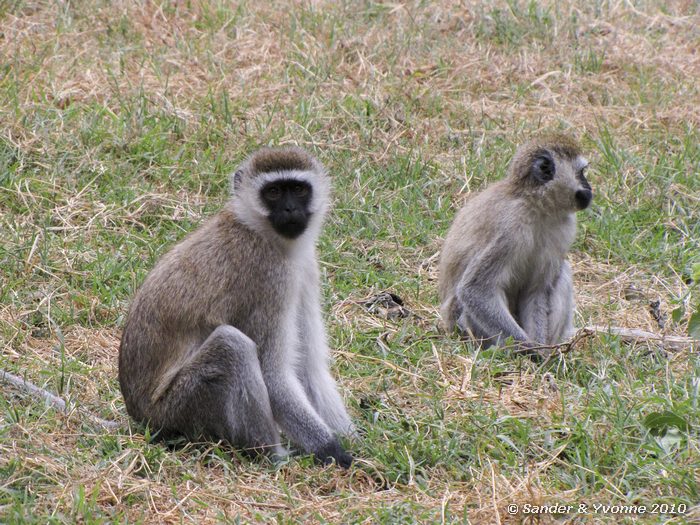 Vervet monkey (Cercopithecus aethiops) Fishermans camp, Naivasha