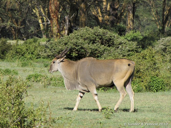 Common Eland (Tragelaphus oryx) Green crater lake park