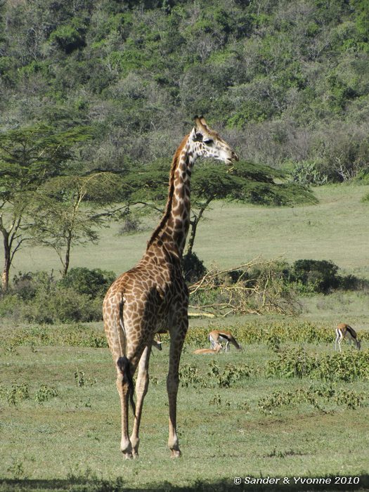 Giraffe (Giraffa camelopardalis) Green crater lake park