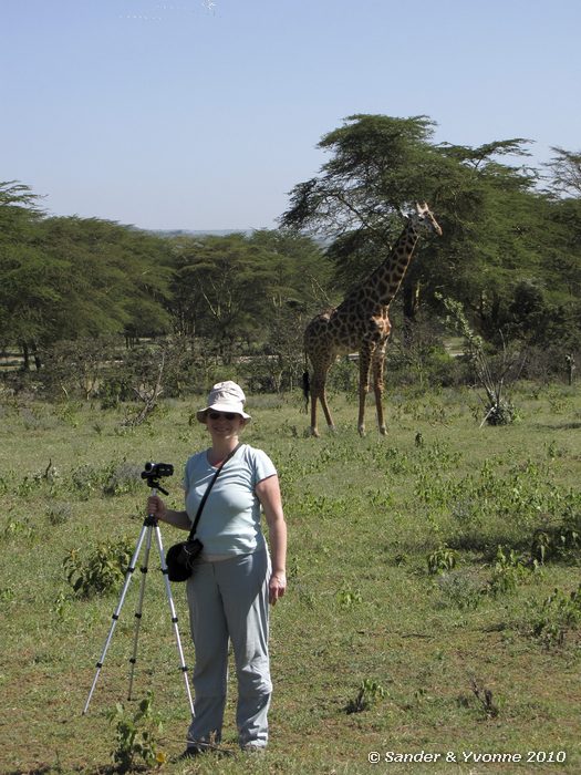 Giraffe (Giraffa camelopardalis) Green crater lake park