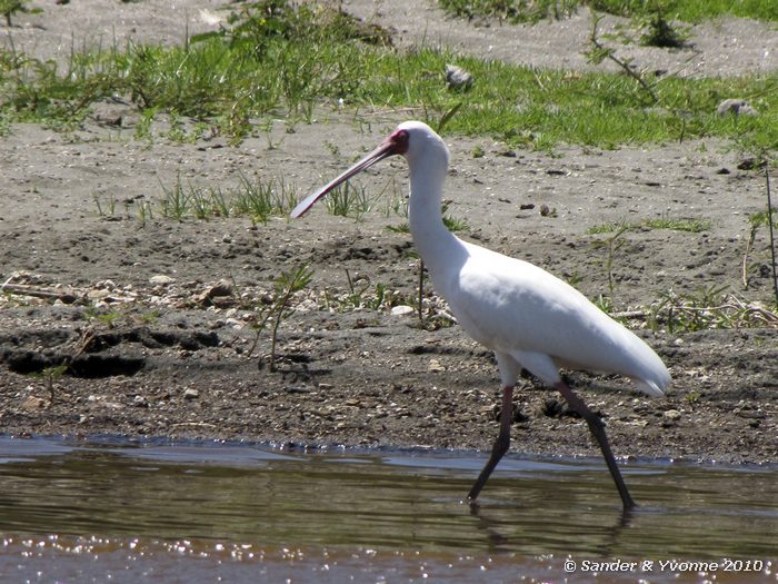 African Spoonbill (Platalea alba) Naivasha-meer