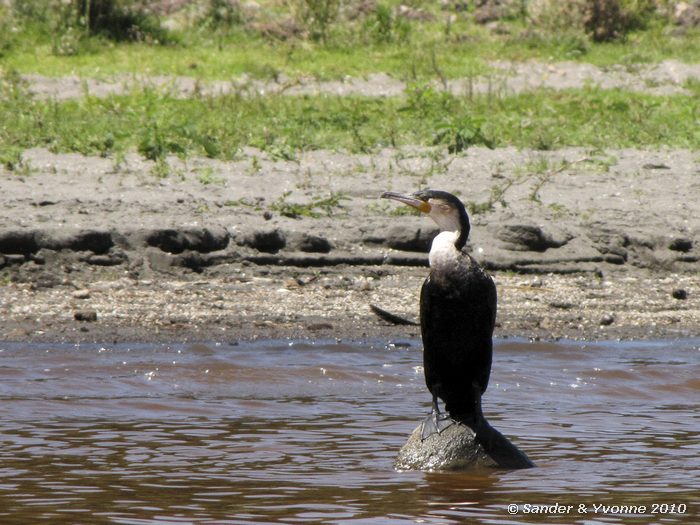 White-breasted Cormorant (Phalacrocorax lucidus) Naivasha-meer