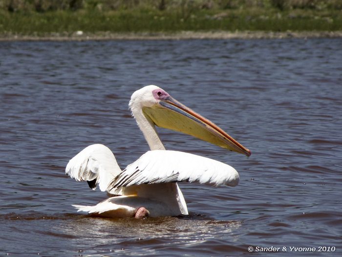 Great White Pelican (Pelecanus onocrotalus) Naivasha-meer