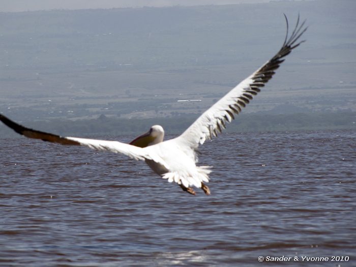 Great White Pelican (Pelecanus onocrotalus) Naivasha-meer