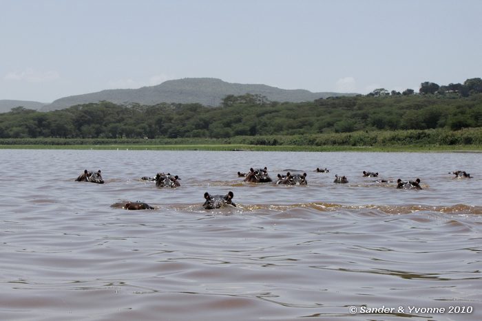Common Hippopotamus (Hippopotamus amphibius) Naivasha-meer