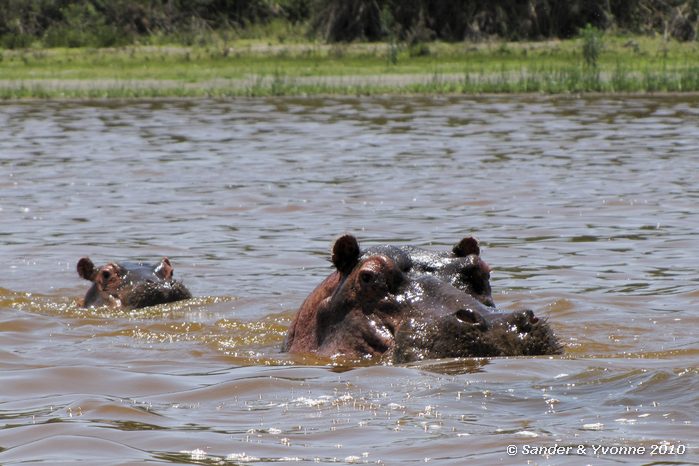 Common Hippopotamus (Hippopotamus amphibius) Naivasha-meer