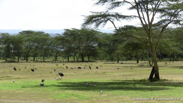 Sacred Ibis (Threskiornis aethiopica) and Marabou Stork (Leptoptilos crumeniferus) Ergens onderweg