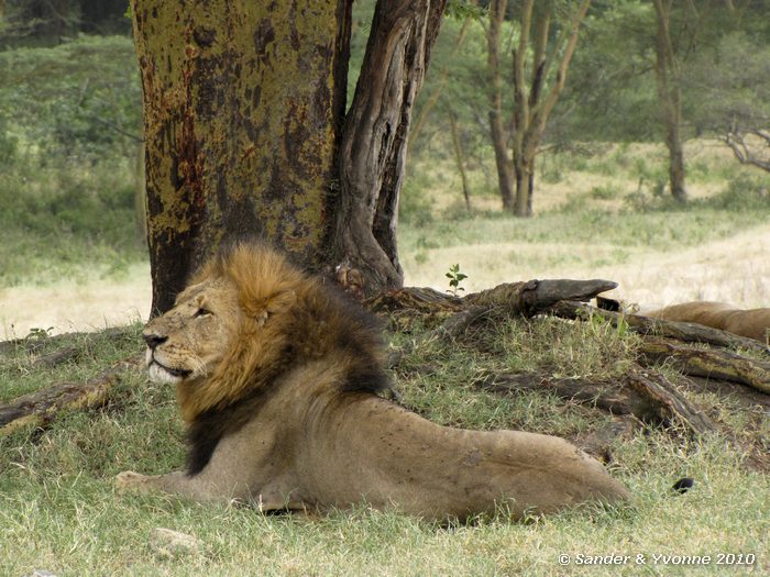 Lion (Panthera leo) Nakuru NP