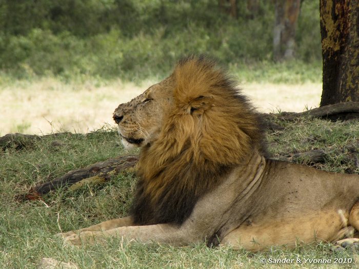 Lion (Panthera leo) Nakuru NP