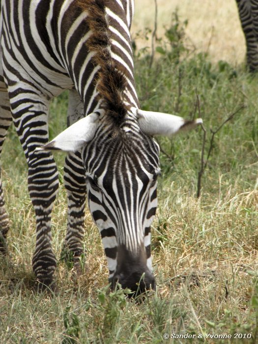 Plains Zebra (Equus burchelii) Nakuru NP