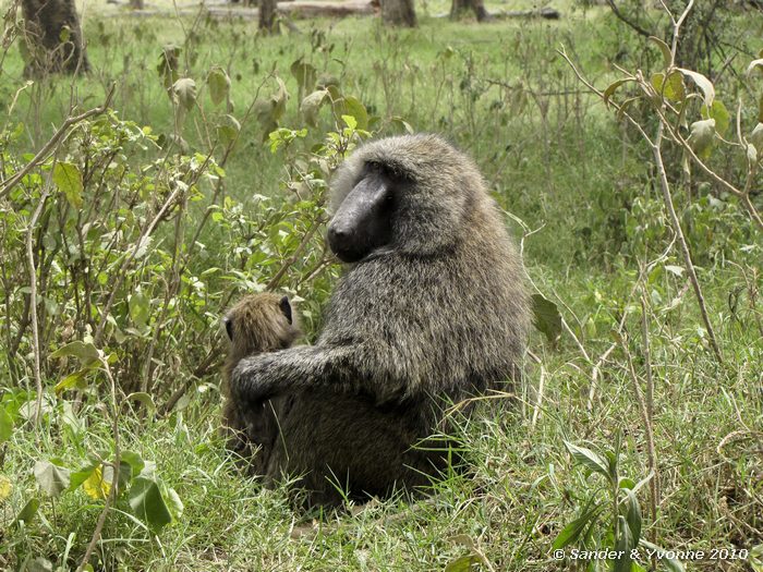 Olive baboon (Papio cynocephalus anubis) Nakuru NP