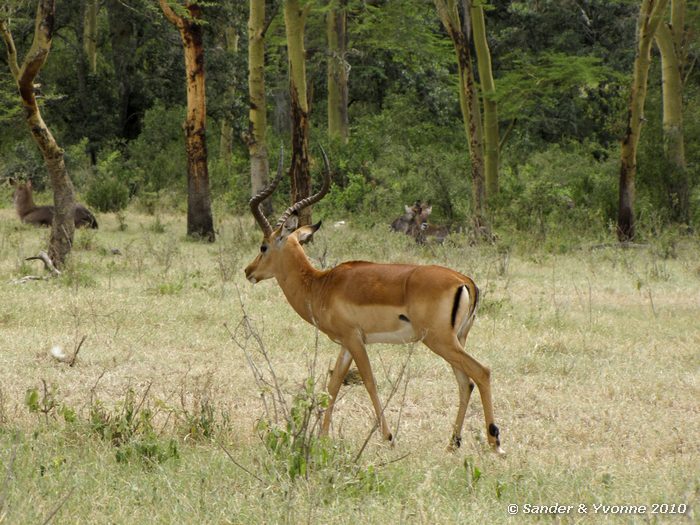 Impala (Aepyceros melampus) Nakuru NP