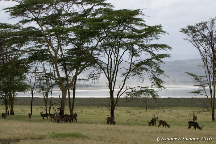 Waterbuck (Kobus ellipsiprymnus) Nakuru NP