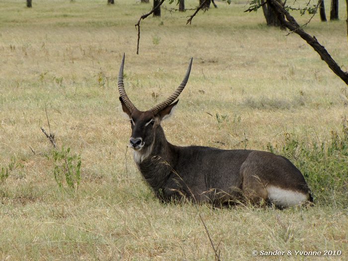 Waterbuck (Kobus ellipsiprymnus) Nakuru NP