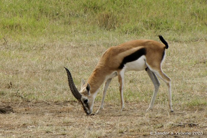 Thomsons Gazelle (Gazella thomsonii) Nakuru NP