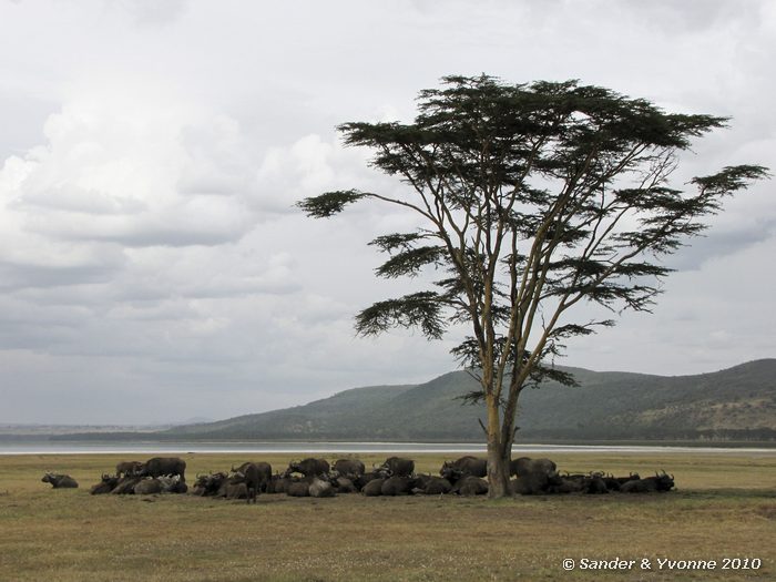 African Buffalo (Syncerus caffer) Nakuru NP