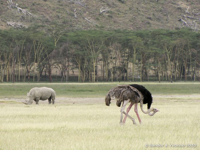 White Rhinoceros (Ceratotherium simum) and Ostrich (Struthio camelus) Nakuru NP