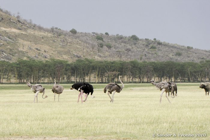 Ostrich (Struthio camelus) Nakuru NP